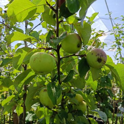 Junger Apfelbaum 'Landsberger Renette' als Halbstamm auf Unterlage M7 im Pflanztopf, mit kräftigem Laub und natürlichem Hintergrund.