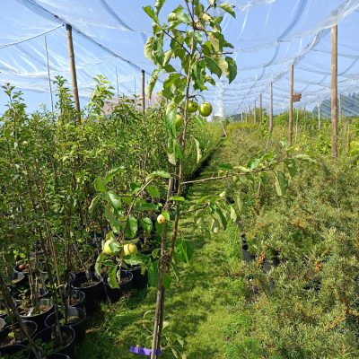 Apfel 'Pinova'