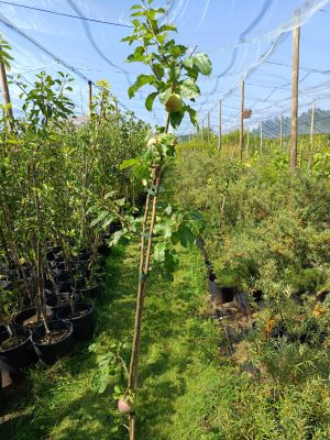 Apfel 'Florina'