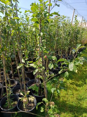 Apfel 'Zuccalmaglios Renette'