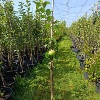 Apfel 'Jakob Lebel'