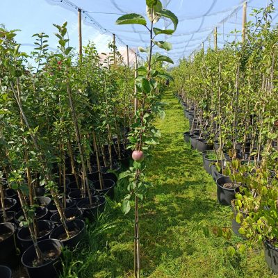 Apfel 'Roter Eiser'