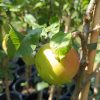 Nahaufnahme eines reifen Apfels der Sorte 'Landsberger Renette' mit gelblich-grüner Schale und rötlicher Sonnenseite.