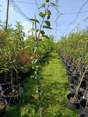 Apfel 'Brettacher'
