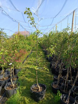 Apfel 'Gerlinde'