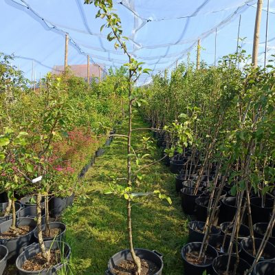 Apfel 'Gerlinde'