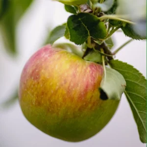 Reifer Boskop-Apfel am Baum mit typischer rot-grüner Färbung