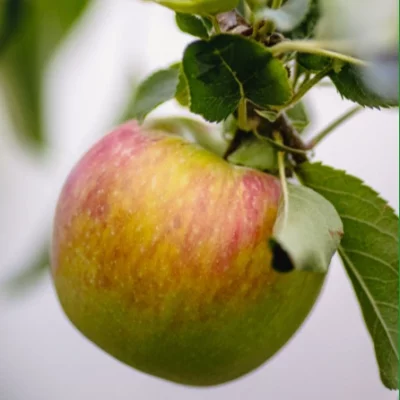 Reifer Boskop-Apfel am Baum mit typischer rot-grüner Färbung