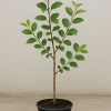 Junger Haferpflaumenbaum (Prunus domestica subsp. insititia) im schwarzen Pflanztopf, etwa 1 Jahr alt, mit frischen grünen Blättern und schlankem Stamm, vor neutralem Hintergrund fotografiert.