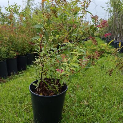 Spirea 'neon flash'