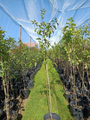 Apfel 'Freiherr von Hallberg'
