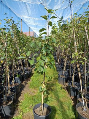 Apfel 'Lodi'