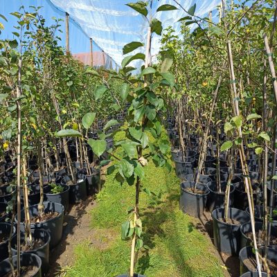 Apfel 'Lodi'