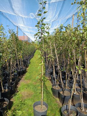 Apfel 'Rheinischer Bohnapfel'