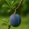 Haferpflaume Frucht