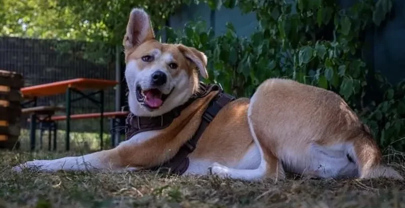 „Xena, unsere treue Hofhündin, sorgt für Sicherheit im Naturgarten, hält Füchse fern und begleitet uns bei allen Gartenarbeiten im ökologischen Landbau.“