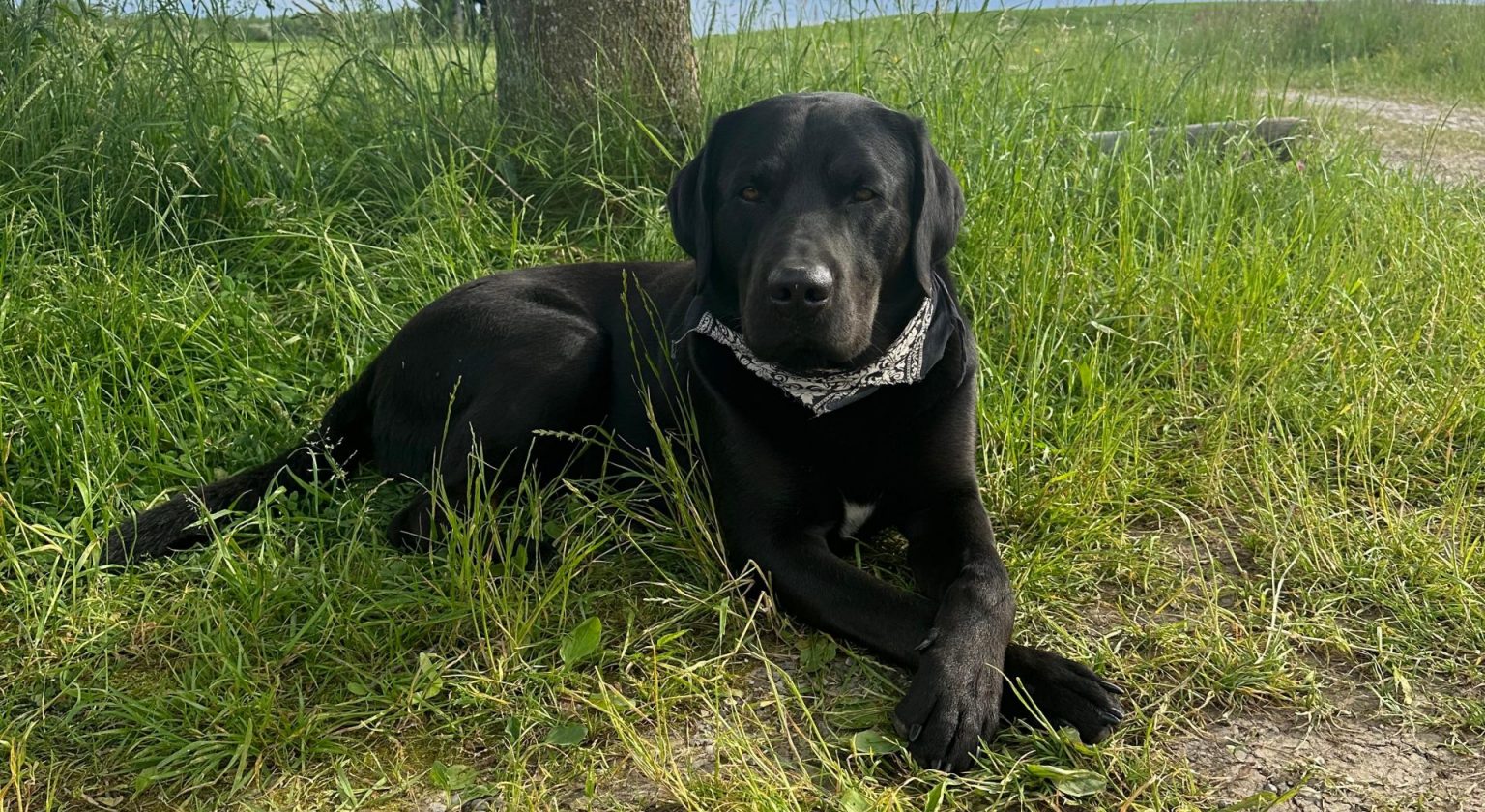 „Wotan, unser energiegeladener Hofhund, bringt Leben auf den Naturhof – verspielt, aufmerksam und immer mittendrin im naturnahen Gartenalltag.“