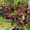 Nahaufnahme eines Fruchtstands des Schwarzen Holunders mit glänzenden, roten Beeren an roten Stielen.
