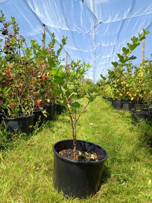 Stachelbeere 'Redeva'