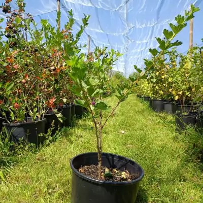 Stachelbeere 'Redeva'