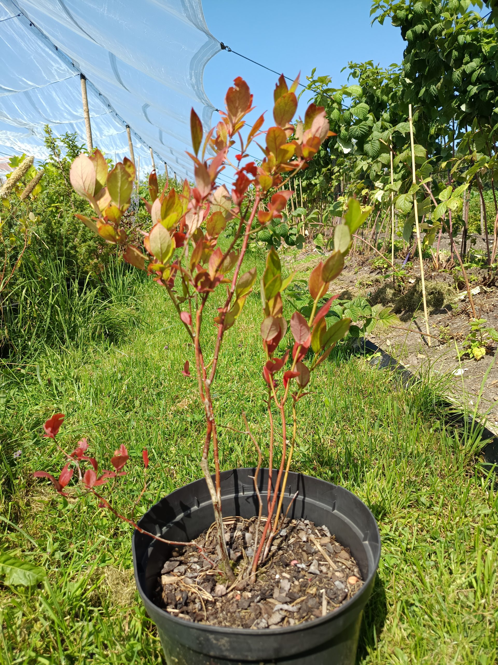 Heidelbeere 'Goldtraube'