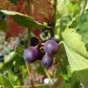Reife blaue und grüne Weintrauben an einer Weinrebe im Garten, umgeben von sonnendurchfluteten grünen Blättern.