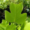 Grünes Blatt des Tulpenbaums (Liriodendron tulipifera) in einer Baumschule, deutlich erkennbar durch die typische vierlappige Form.