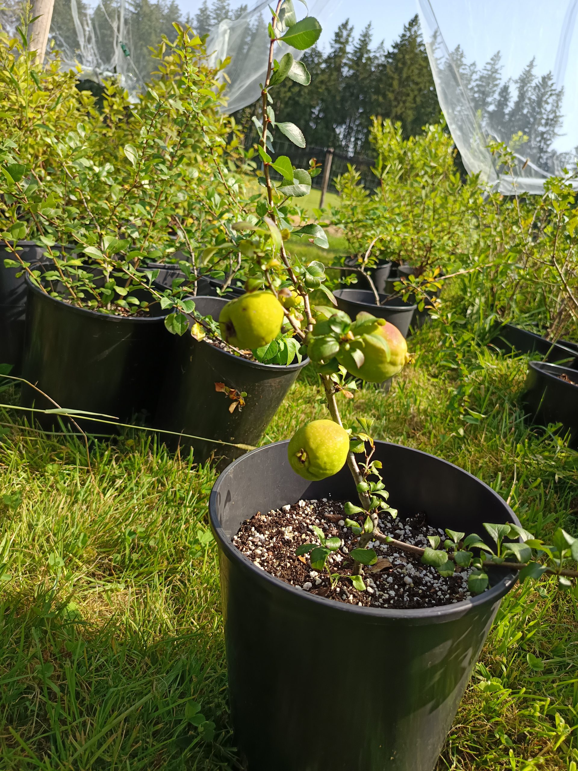 Strauchquitte 'Nordische Zitrone'