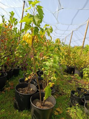 Schwarze Johannisbeere 'Titania'