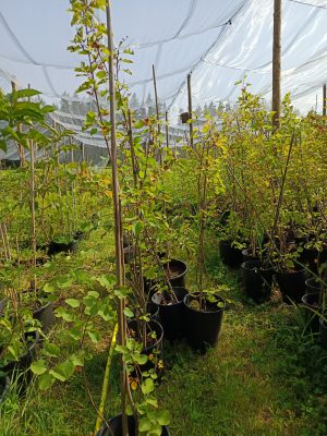 Felsenbirne 'Greatberry Garden'