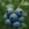 Nahaufnahme einer Heidelbeeren-Traube der Sorte 'Goldtraube' am Strauch, mit reifen, blau bereiften Früchten und grünen Blättern im Hintergrund.