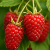 Makroaufnahme reifer, roter Himbeeren der Sorte 'Willamette' an grünen Stielen mit unscharfem Laubhintergrund.