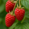 Makroaufnahme reifer, roter Herbsthimbeeren der Sorte 'Autumn Bliss' mit grünen Blättern im Hintergrund.