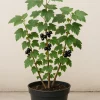 Schwarze Johannisbeere ‘Titania’ im Pflanztopf mit grünen Blättern und schwarzen Beeren, robuster Beerenstrauch für Garten und Terrasse.