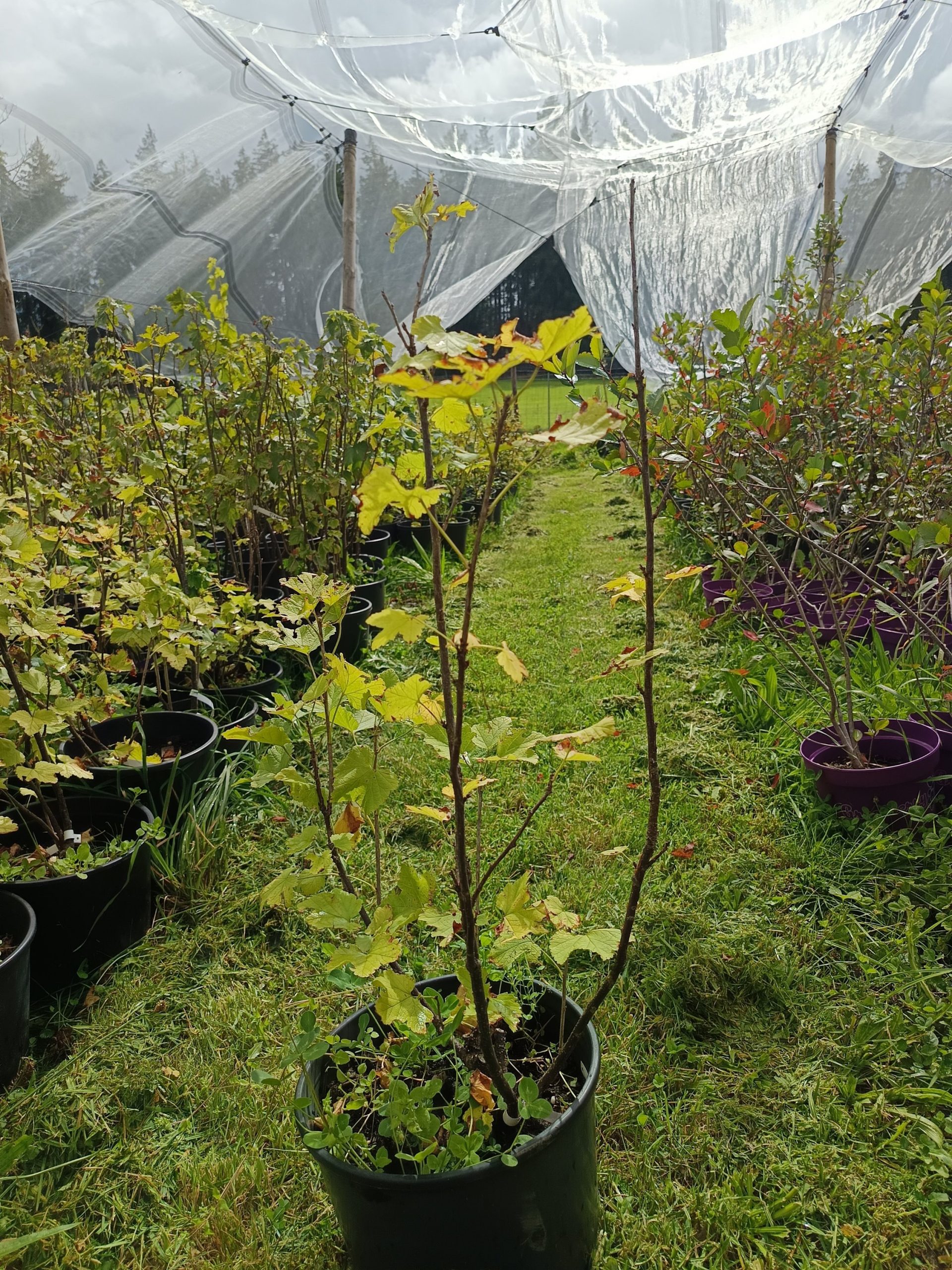 rote Johannisbeere 'Red Lake'