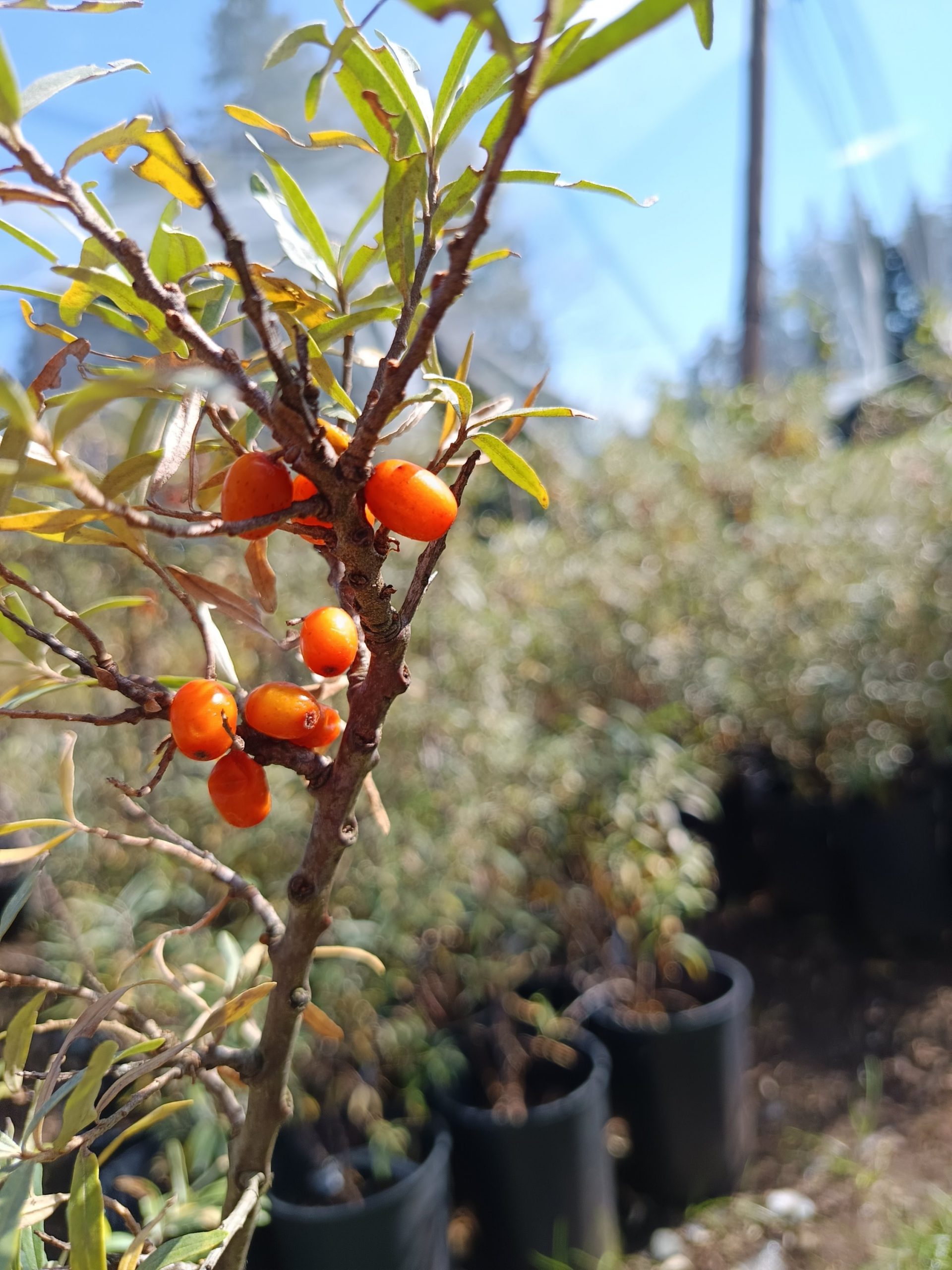 Sanddorn 'Sirola' – Bild 2